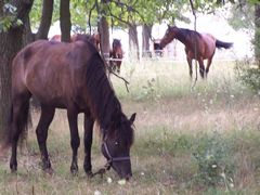 Lovak / Pferde / Horses