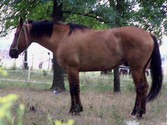 Ló / Pferd / Horse - 1